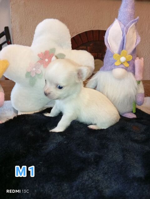 A r&eacute;server, adorables chiots chihuahua poils longs non lof 900 23140 Cressat