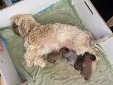   chiot hava tzu non LOF 