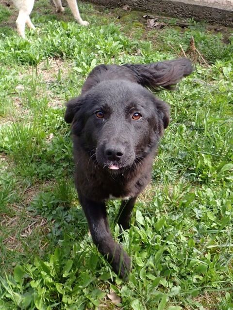 Stylish &agrave; l'adoption 300 45000 Orl�ans