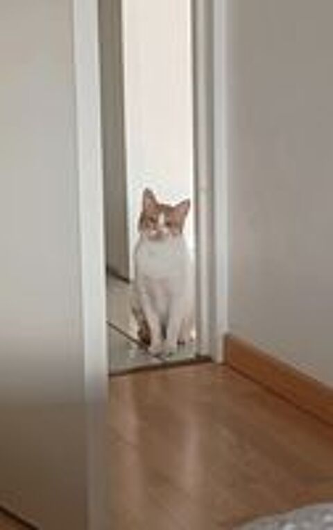   SYDNEY, jolie chatte rousse et blanche 