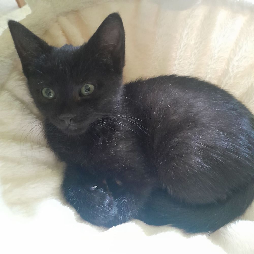   Onyx, 4 mois,cherche de bons adoptants  