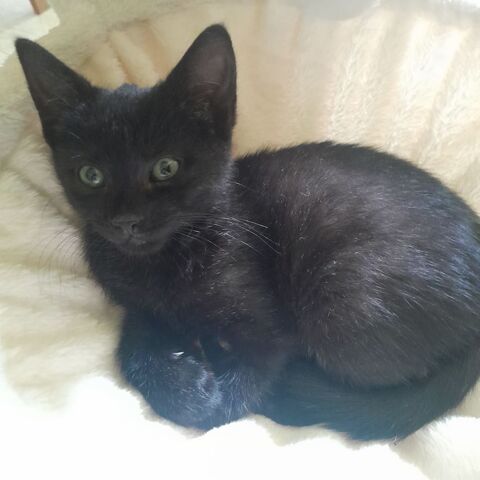 Onyx, 4 mois,cherche de bons adoptants 180 92600 Asnières-sur-seine