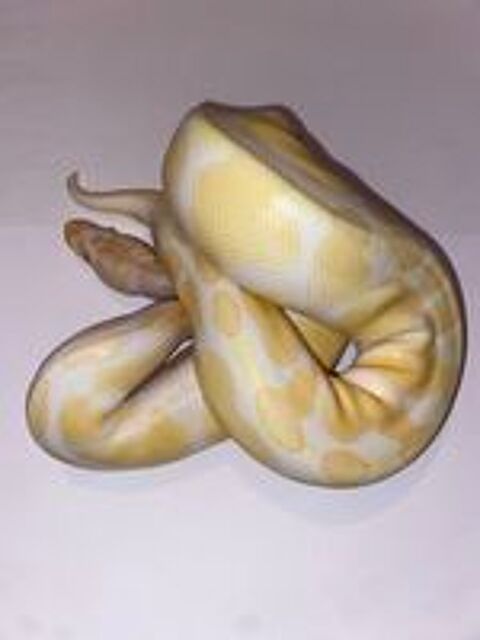   Python regius albinos  