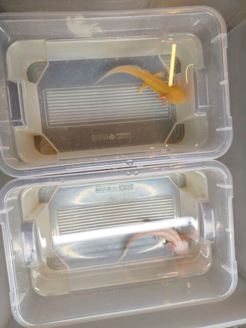 AXOLOTL Albinos 40 74200 Thonon-les-bains