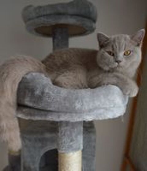   Chatte retraitée d'élevage 