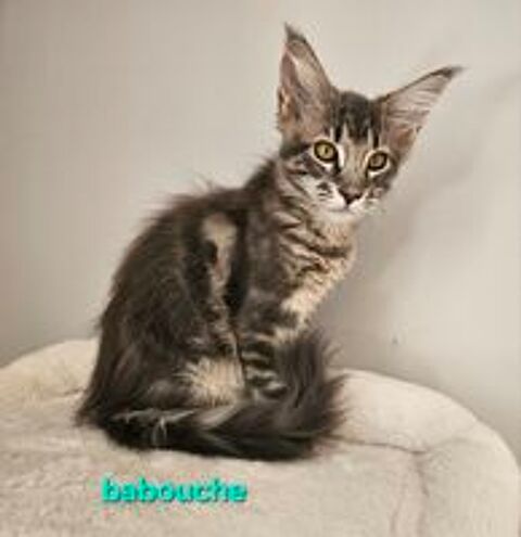   chaton maine coon LOOF 