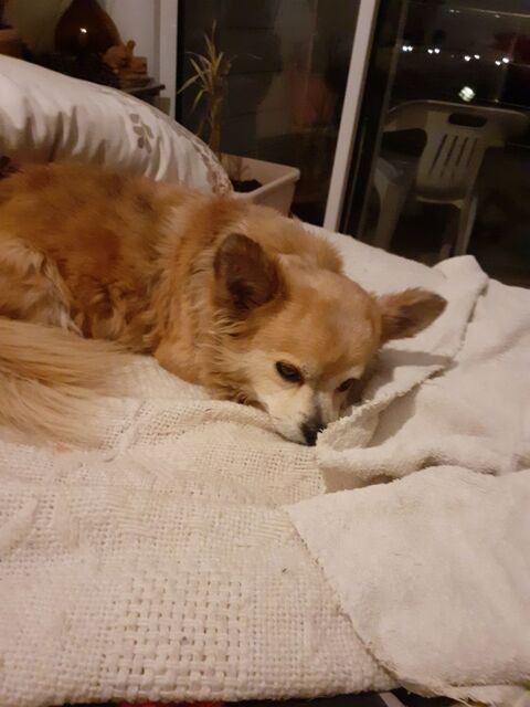 Chien  type chichuachua 
0 44740 Batz-sur-mer