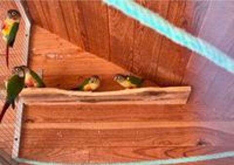   Conures Molina 