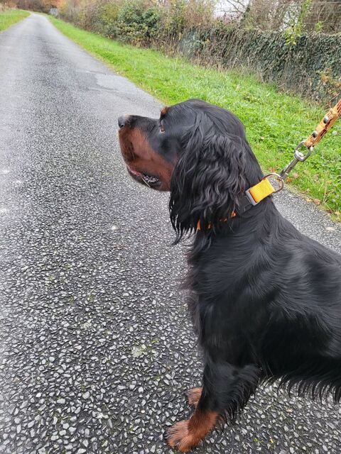 Setter Gordon 500 24700 Le pizou