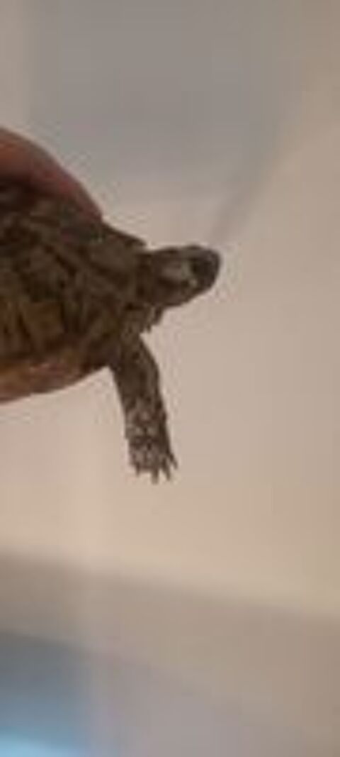   Tortue 