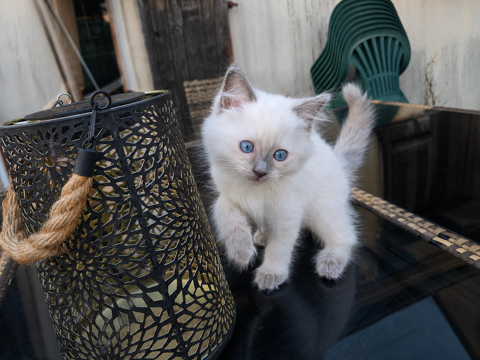 Chatons Ragdoll 850 44590 Derval