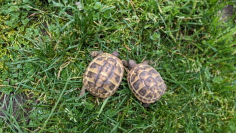 Tortue juv&eacute;nile grecque 110 85500 Les herbiers
