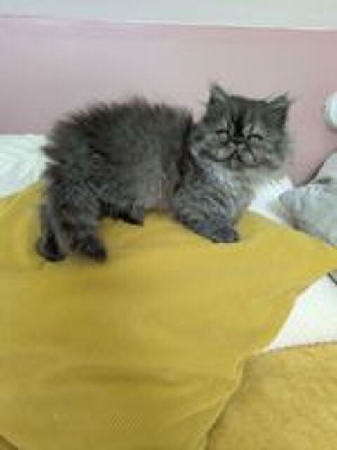   Chatons persans  