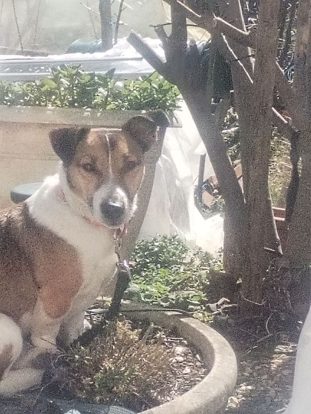   Jack Russell Terrier Tricolore 