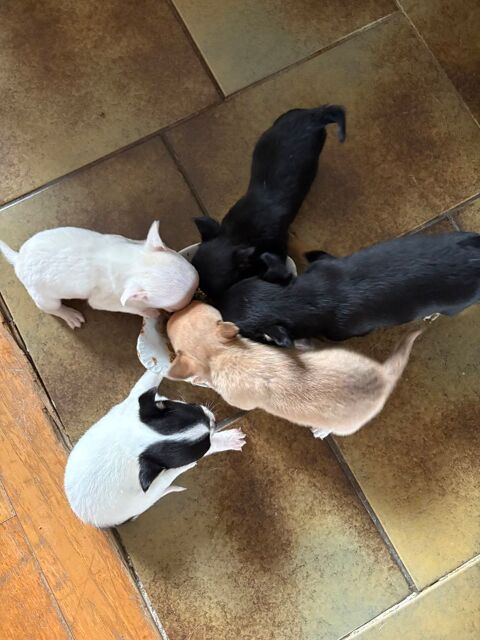 Chiot chihuahua 750 12500 Espalion