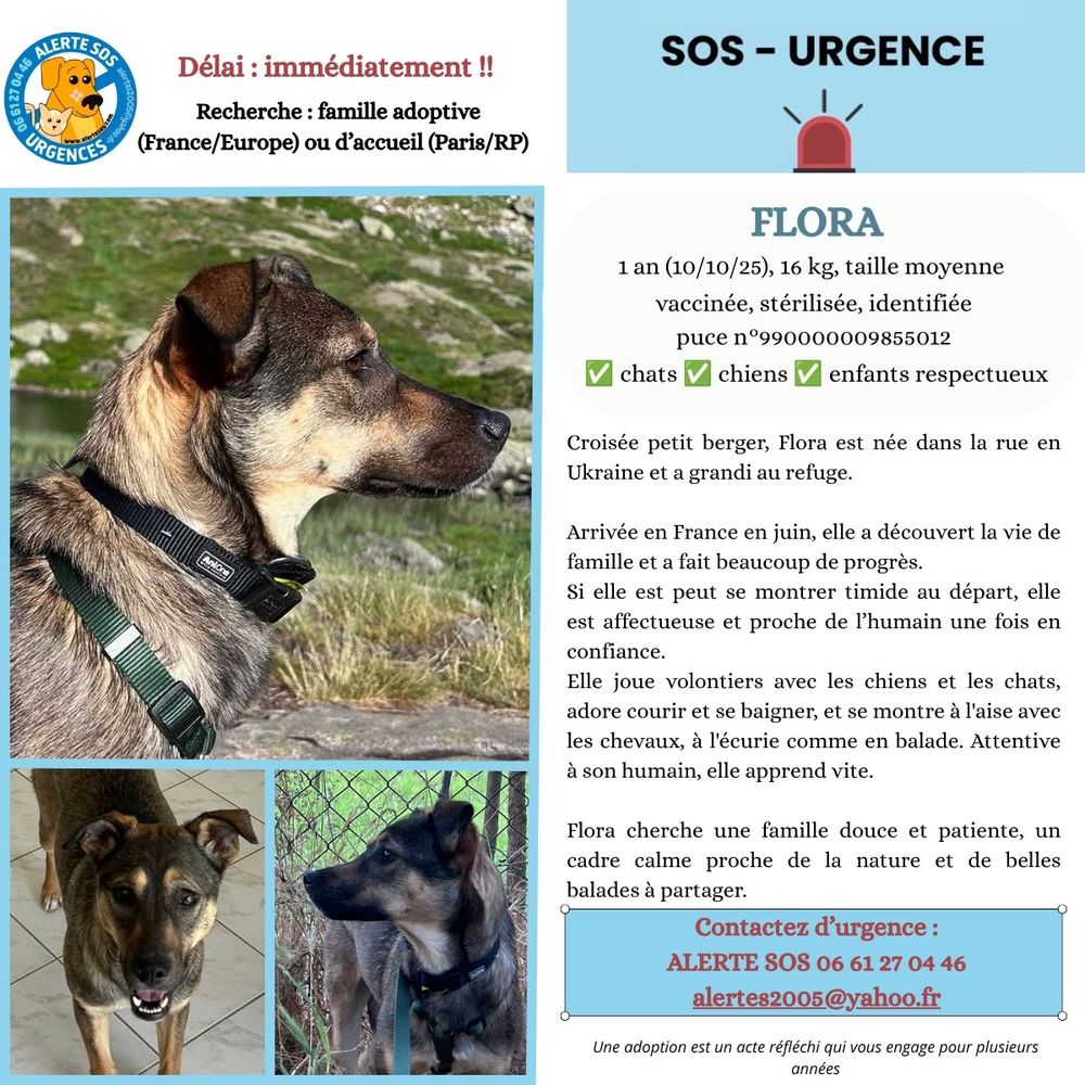   URGENCE ADOPTION - FLORA 