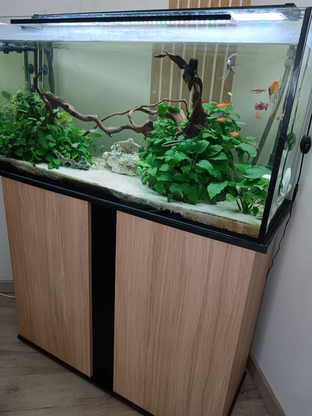   aquarium 220L complet
06 41 90 46 05  