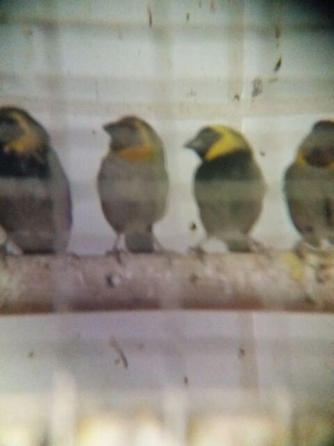 Petits Chanteurs de Cuba 100 09400 Tarascon-sur-arige