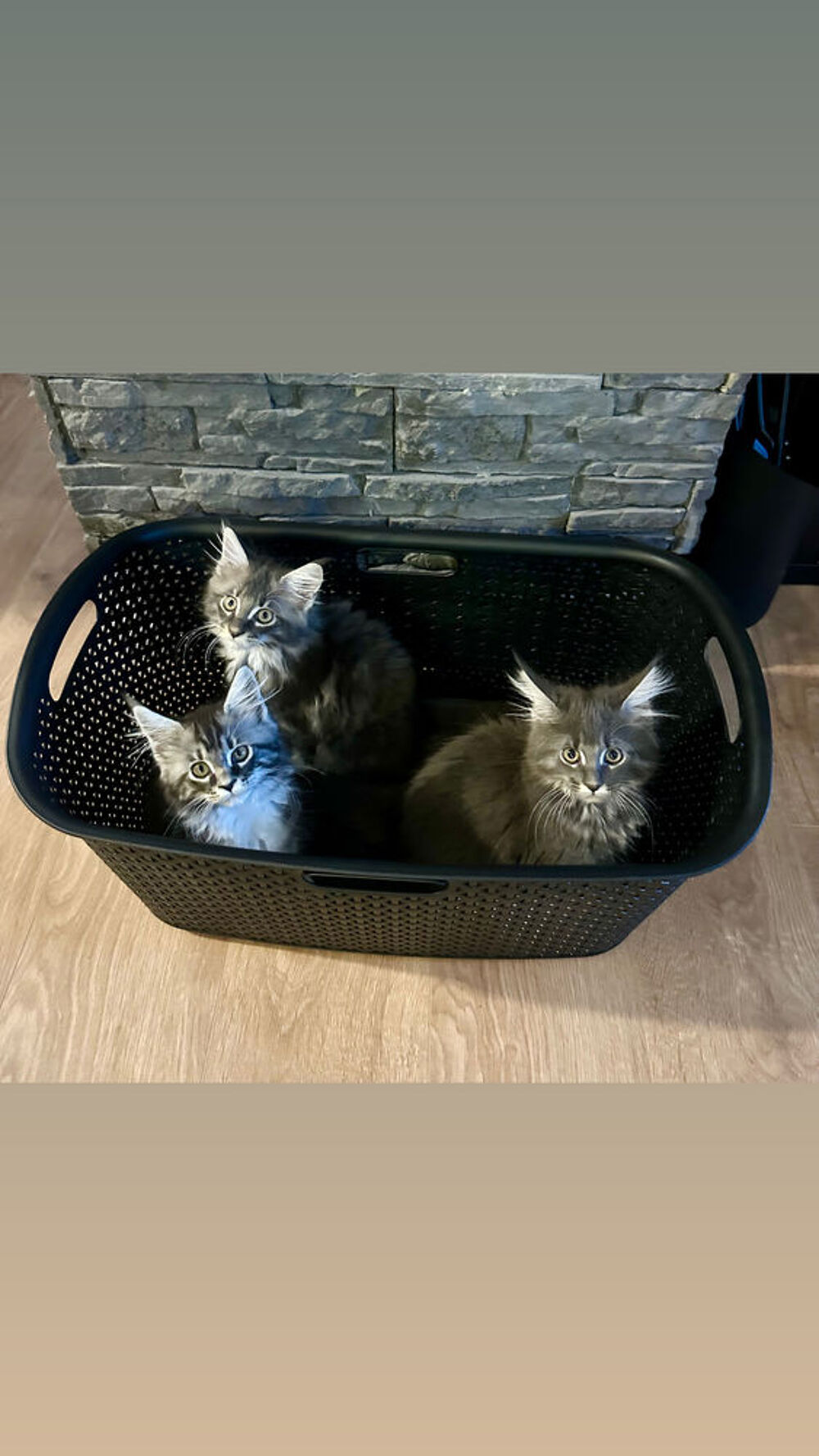   Deux superbes chatons maine coon loof 