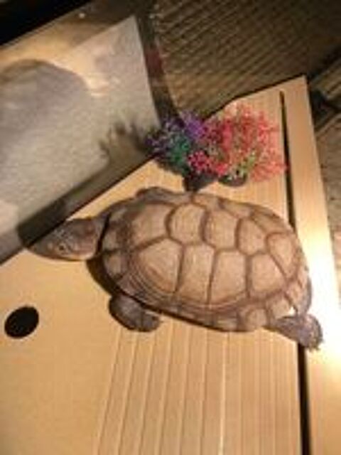   Deux tortues pelomedusa  