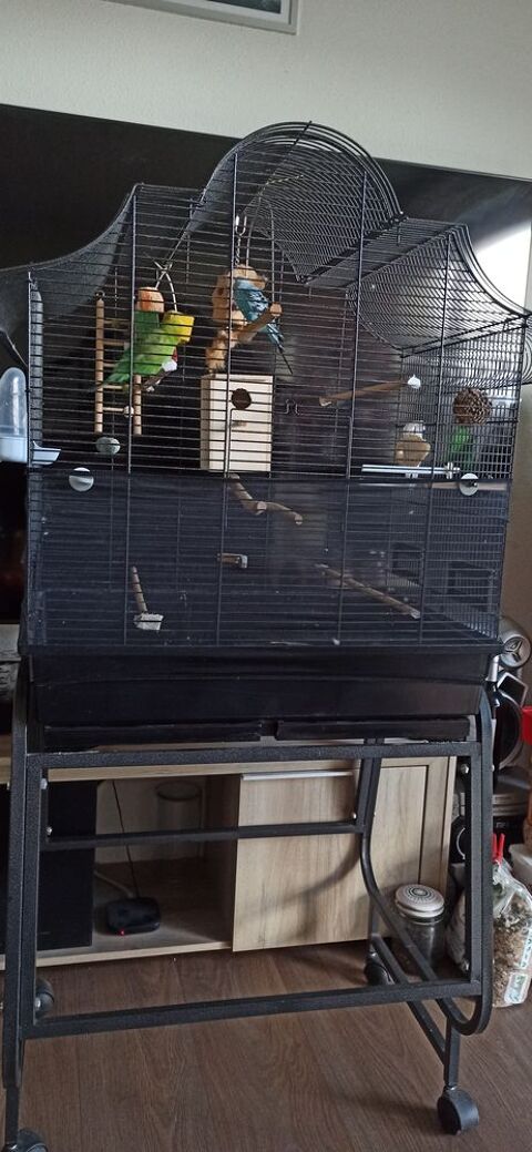 Joli couple de jeunes perruches avec cage 70 29380 Bannalec