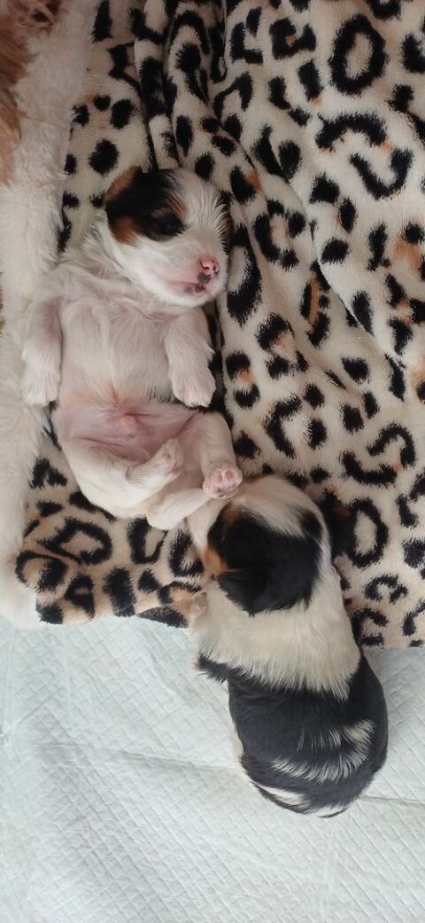 Mâles yorkshire biewer 1200 16000 Angoulme