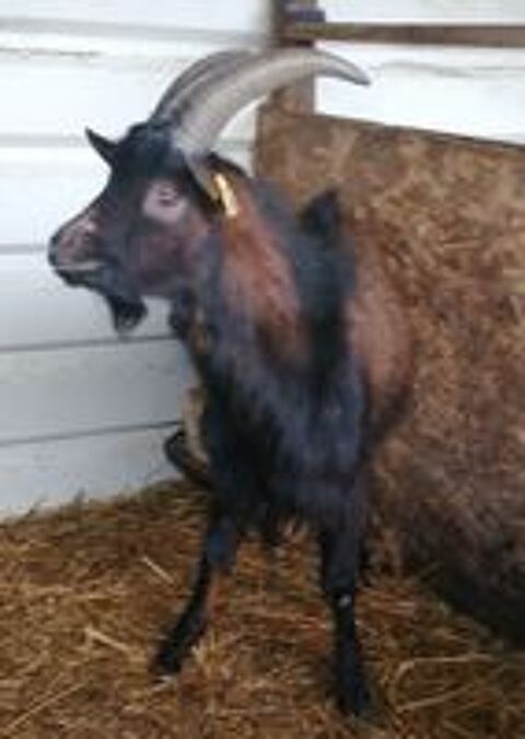   Jeune Bouc Alpin  