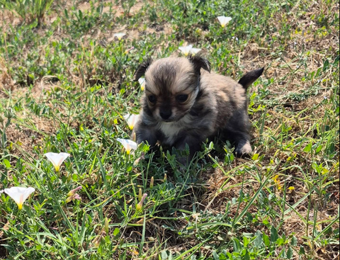 a r&eacute;server un petit m&acirc;le chihuahua non lof poil long 1050 37290 Yzeures-sur-creuse