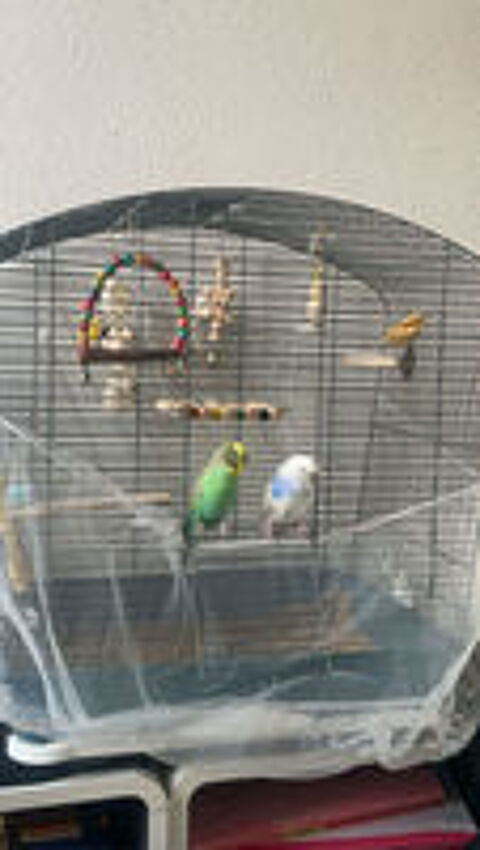   Oiseau à vendre  