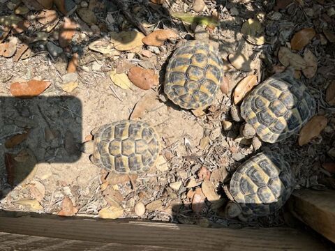 Tortue hermann 4 ans en bonne santé 80 84140 Montfavet