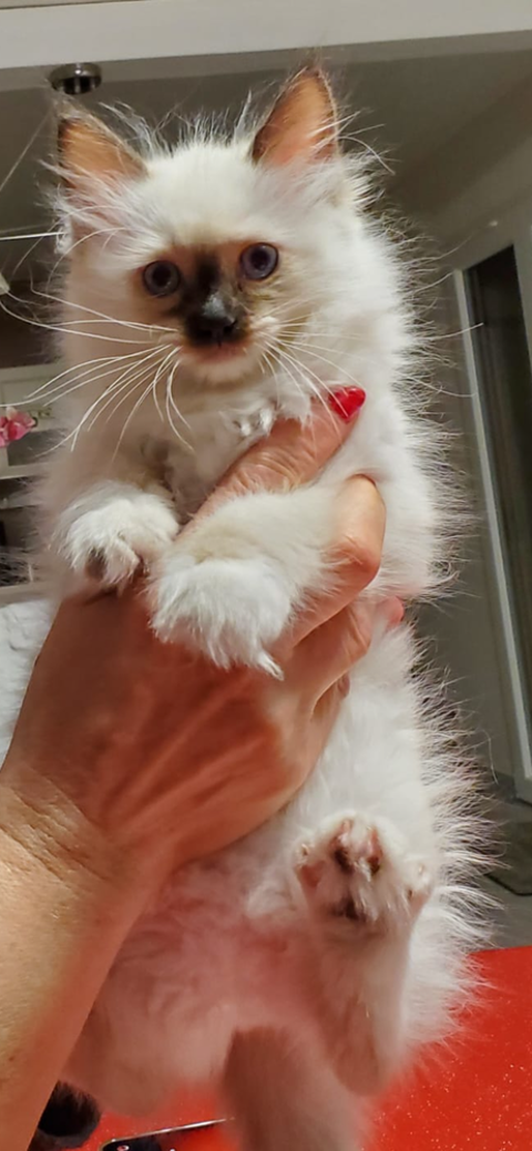 Adorables chatons 980 77450 Esbly