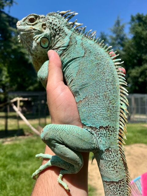 Iguane Bleu 300 82340 Donzac