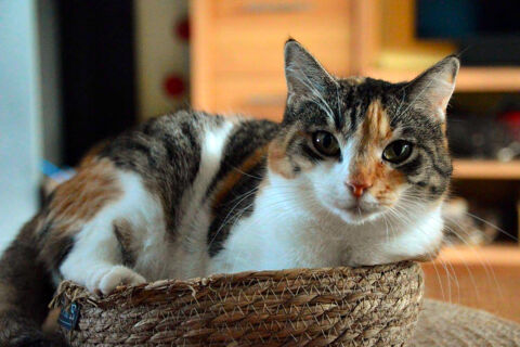 AMANDINE 1 26780 Espeluche