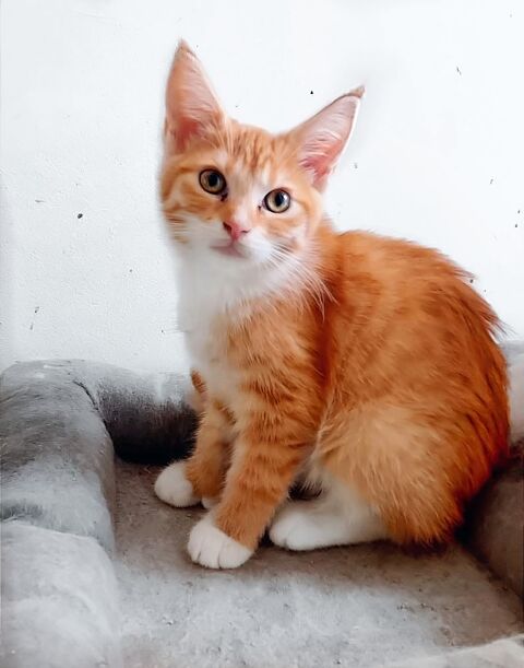 3 Chatons femelles 0 89000 Auxerre