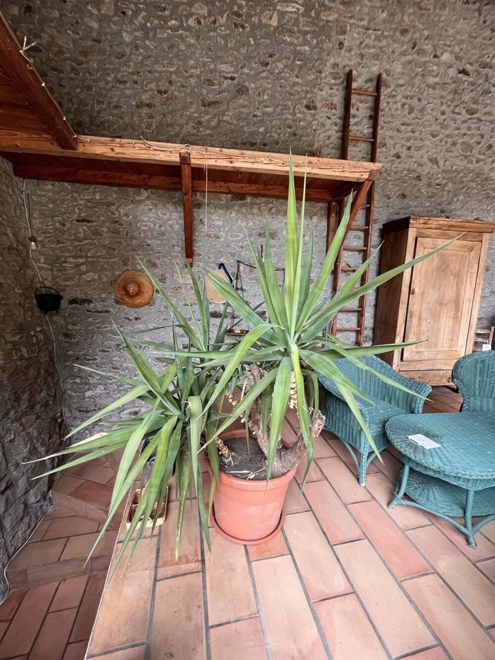 Grand yucca 1,20m Décoration