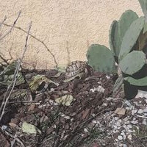   Tortue graeca 5 ans mâle  