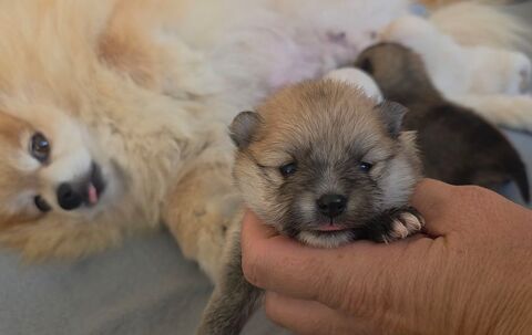 Spitz nain pomeranien , loulou de pomeranie 1690 66510 Saint-hippolyte