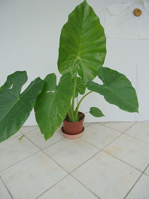 Pots d'Alocasia ou oreilles d'éléphant 18 Gujan-Mestras (33)