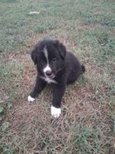   Border collie  femelles  