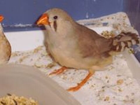   COUPLEDE MANDARIN 