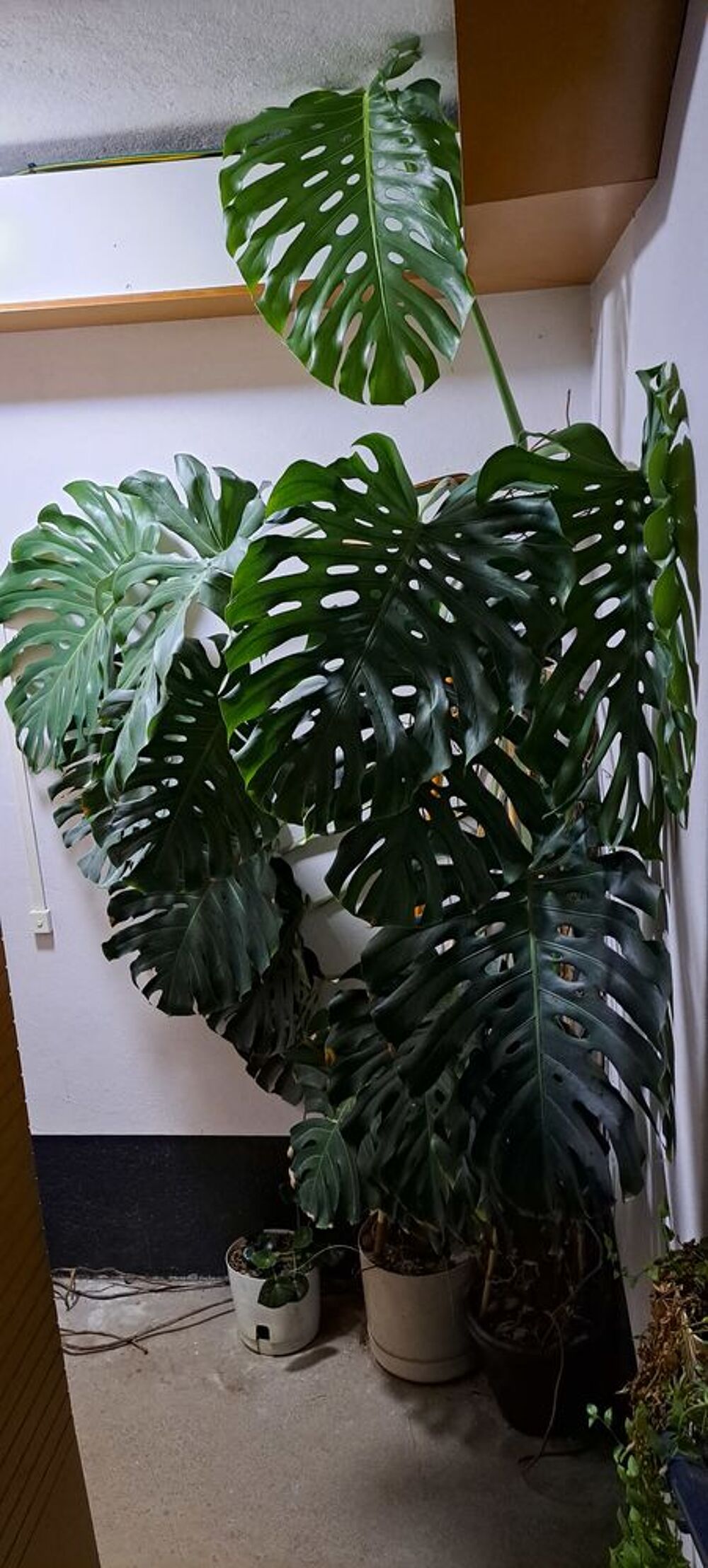 Plante mostera Jardin