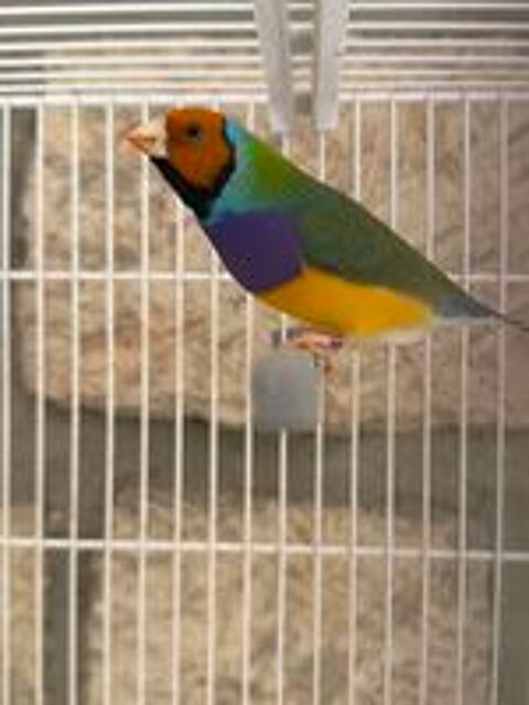   Oiseau gould  