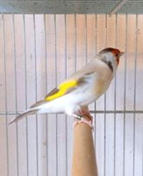   Chardonneret en mutation  