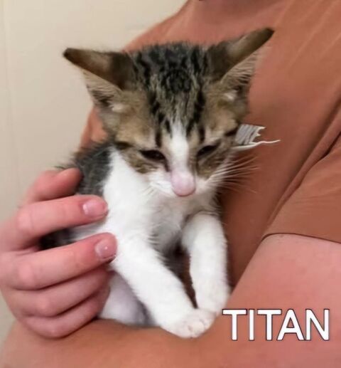 Chat TITAN &agrave; l adoption 140 07430 Savas