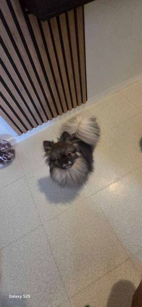 Saillie spitz nain 350 69006 Lyon