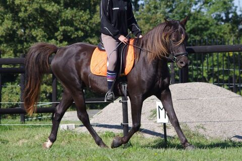 Cheval randonn&eacute;e am&eacute;ricain  3900 82100 Labastide-du-temple