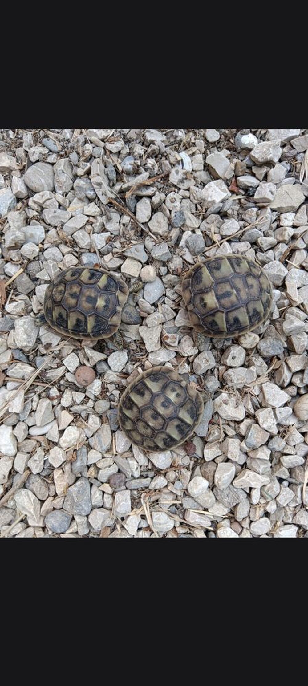   Tortue de terre juvénile  