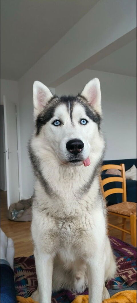 Don Husky de Sib&eacute;rie 0 62131 Verquin