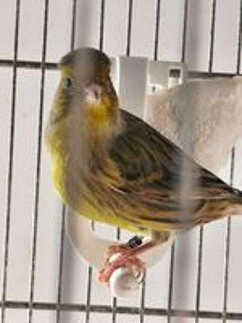   Canaris  