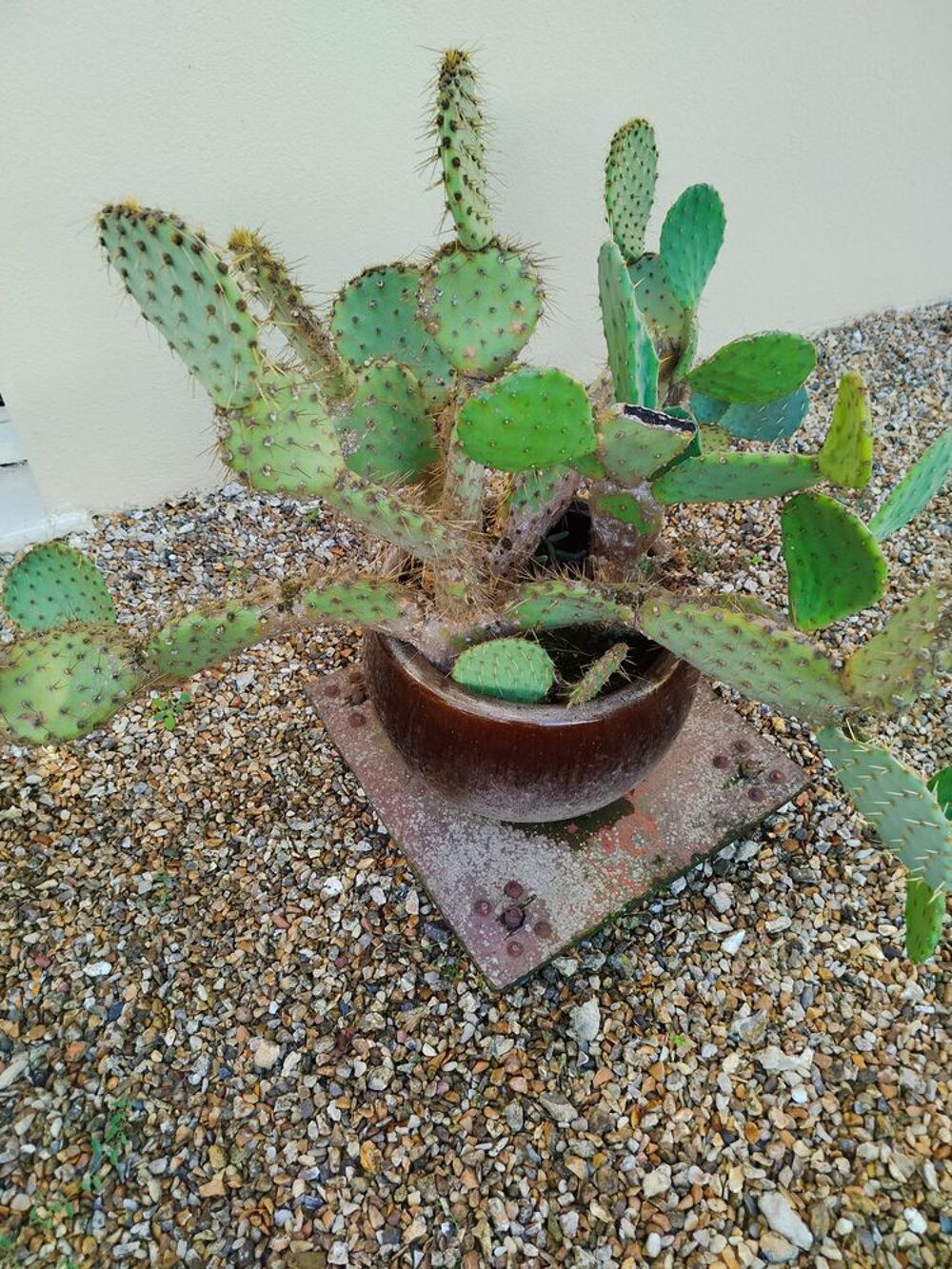 Cactus Jardin